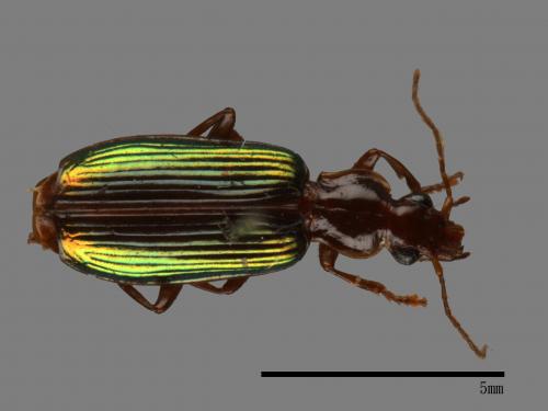 <已分類>Family：Carabidae[步行蟲科][00043063]