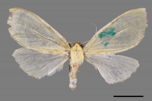 Doratoptera virescens[黃尺蛾][00052825]