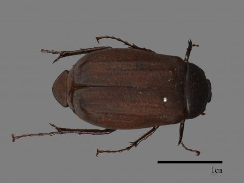 Holotrichia lata[台灣巨黑金龜][00082770]