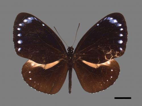 Euploea tulliolus koxinga[小紫斑蝶][00027469]