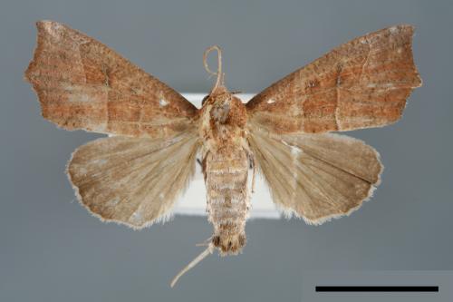 Anomis mesogona[00006836]