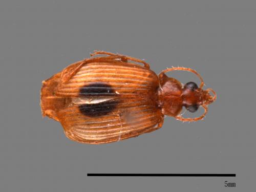 <已分類>Family：Carabidae[步行蟲科][00092578]