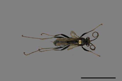 <已分類>Family：Pompilidae[蛛蜂科][00070991]