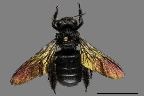 Xylocopa tranquebarorum[銅翼眥木蜂][00093496]