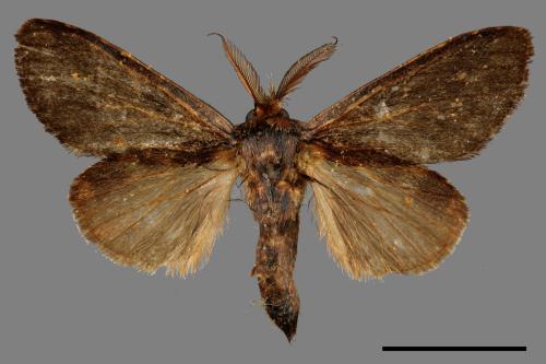 Syntypistis cyanea[青胯白舟蛾][00051484]
