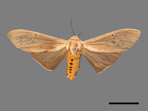Creatonotos transiens vacillans[八點燈蛾][00050318]