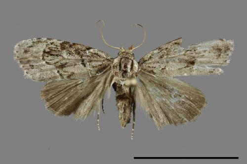 <已分類>Family：Noctuidae[夜蛾科][00100542]