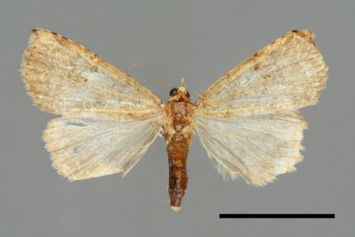 Pseudogyrtona marmorea[00008118]
