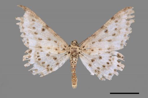Percnia suffusa[煙胡麻斑星尺蛾][00045307]