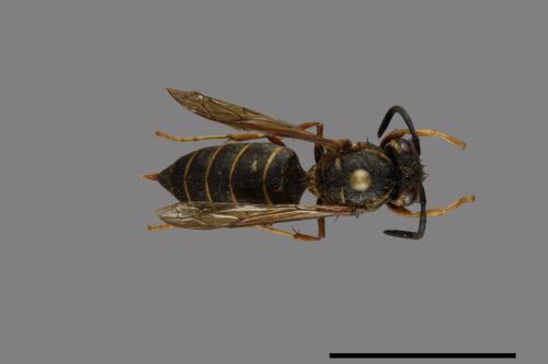 Vespula flaviceps[細黃胡蜂][00073234]