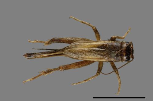 <已分類>Family：Gryllidae[蟋蟀科][00054425]