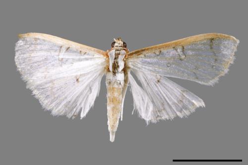 <已分類>Family：Crambidae[草螟科][00031707]