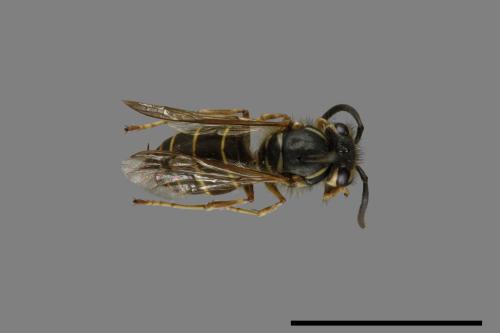 Vespula flaviceps[細黃胡蜂][00073303]