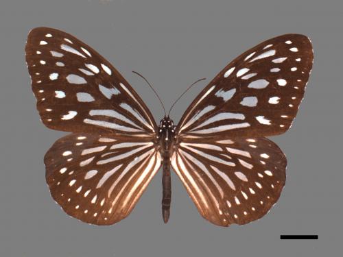 Ideopsis similis[琉球青斑蝶][00024837]