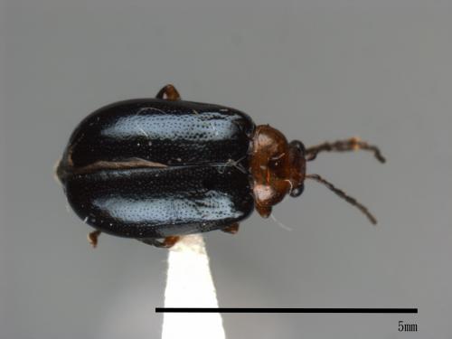 <已分類>Family：Chrysomelidae[金花蟲科][00084046]