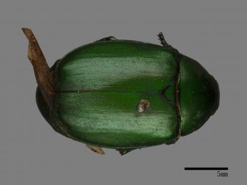 Anomala rubripes virescens[綠腳異麗金龜金龜][00086270]