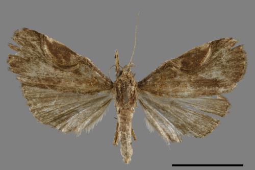 <已分類>Family：Noctuidae[夜蛾科][00010982]