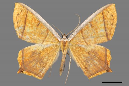 Thinopteryx crocoptera assamensis[黃蝶尺蛾][00044398]
