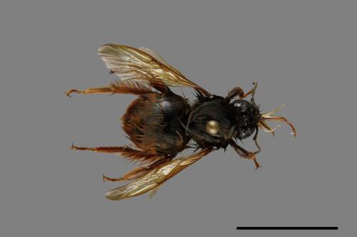 Bombus eximius[精選熊蜂][00101022]