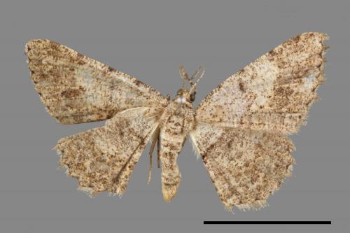 Psilalcis breta rantaizana[巒大山小尺蛾][00023549]