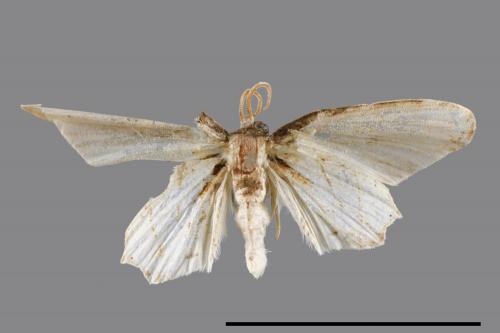 Warreniplema fumicosta[黃緣雙尾蛾][00087262]