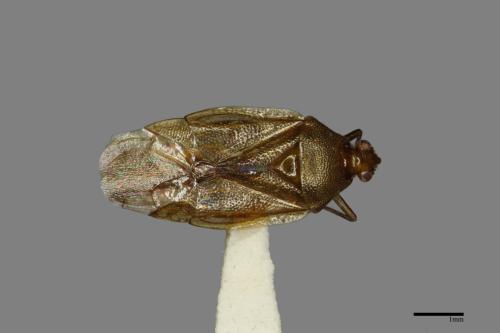 <已分類>Family：Miridae[盲椿象科][00079893]