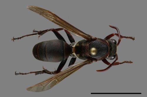 Polistes huisunensis[00117522]