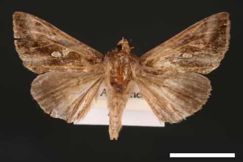 Chrysodeixis eriosoma[南方錁夜蛾][00003476]