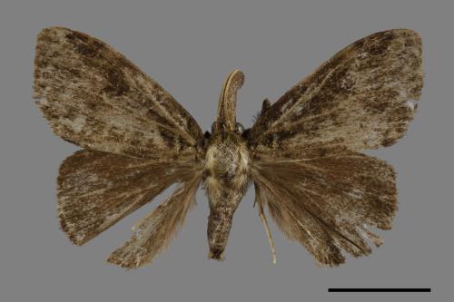 Ilema olivacea[角斑毒蛾][00047797]