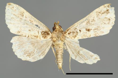 Bertula centralis[00010263]