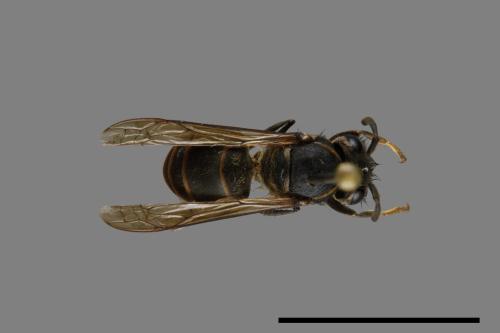 Vespula flaviceps[細黃胡蜂][00073110]