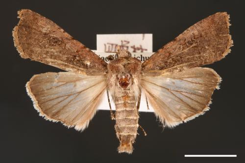 Peridroma saucia[雜色夜蛾][00000746]