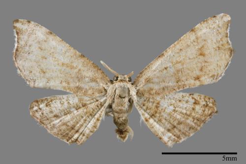 Chundana emarginata[凹緣雙尾蛾][00012716]