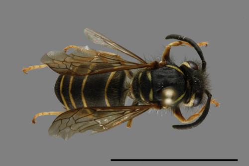 Vespula flaviceps[細黃胡蜂][00100094]