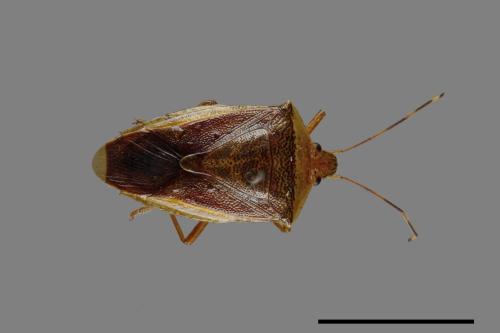 <已分類>Family：Pentatomidae[椿象科][00040917]