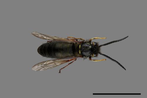 Vespula flaviceps[細黃胡蜂][00072897]