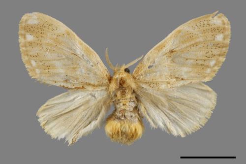 Euproctis inornata[00056322]