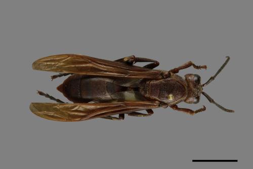 Polistes gigas[巨長腳蜂][00074409]