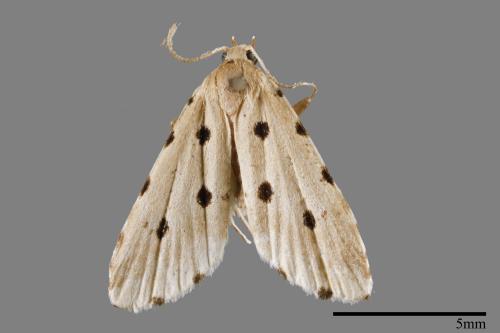 Metaemene atrigutta maculata[麗夜蛾][00009086]