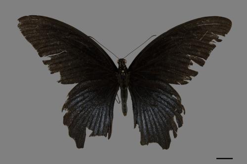 Papilio memnon heronus[大鳳蝶][00102069]