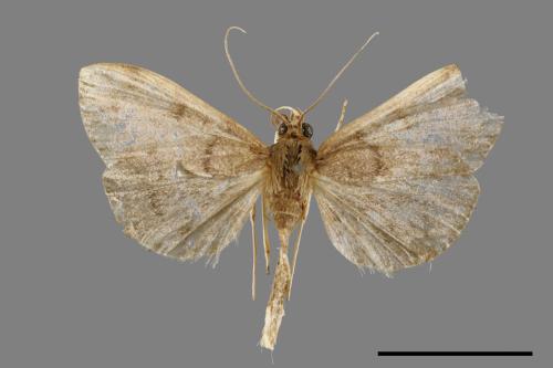 <已分類>Family：Crambidae[草螟科][00038378]