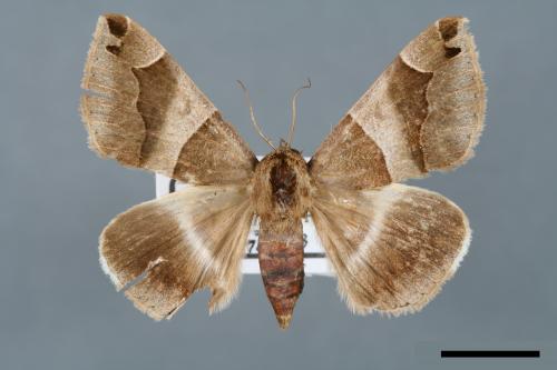 Dysgonia stuposa[00005651]