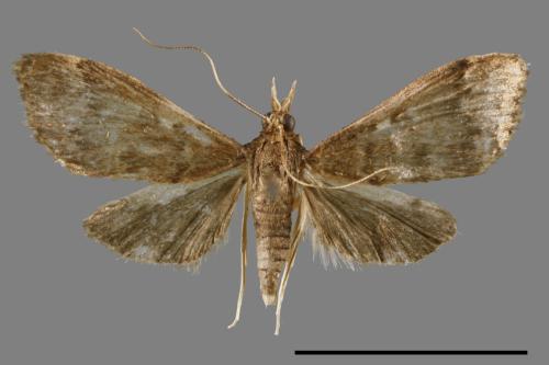 <已分類>Family：Crambidae[草螟科][00064234]