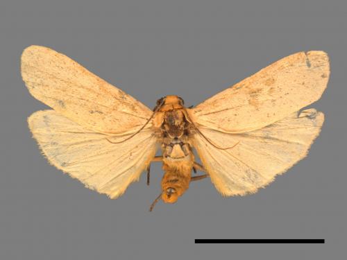 Eilema ranrunensis[乳白土苔蛾][00047812]