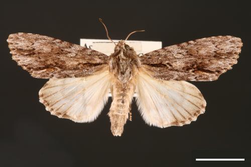 Acronicta denticulata pernivea[00000385]