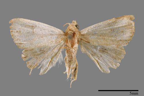 Rivula cognata[00008465]