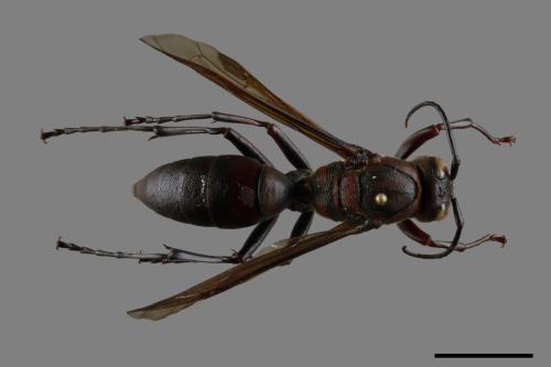 Polistes tenebricosus[赭褐長腳蜂][00117553]