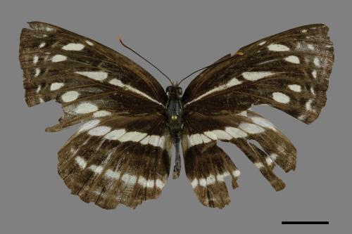 Neptis nata lutatia[臺灣三線蝶][00094506]