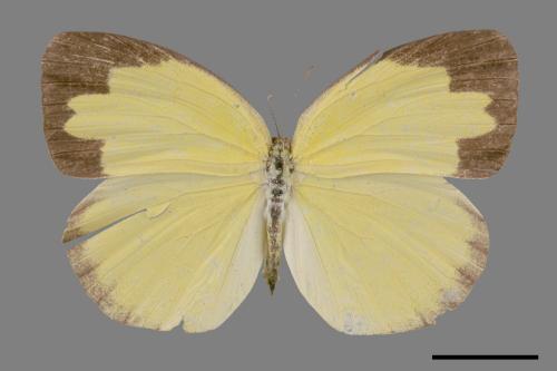 Eurema alitha esakii[江崎黃蝶][00014455]