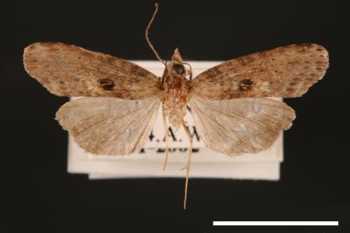 <已分類>Genus：Lophoptera[00003913]